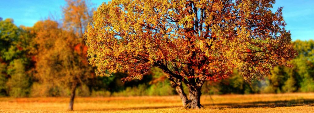 Fall Checklist to Prepare For Winter